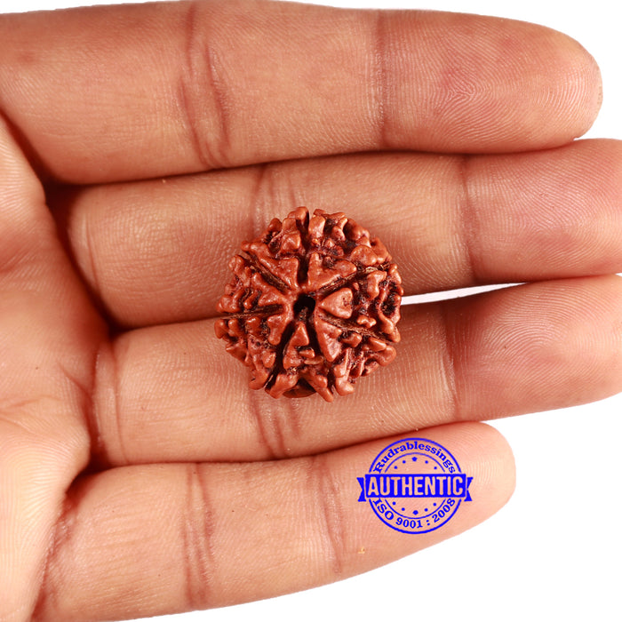 7 Mukhi Nepalese Rudraksha - Bead No 622