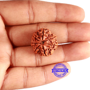 7 Mukhi Nepalese Rudraksha - Bead No 623