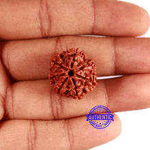 Load image into Gallery viewer, 7 Mukhi Nepalese Rudraksha - Bead No 626
