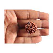 Load image into Gallery viewer, 7 Mukhi Nepalese Rudraksha - Bead No 117
