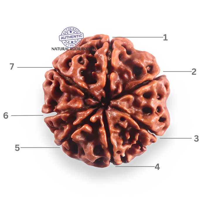 7 Mukhi Nepalese Rudraksha - Bead No 117