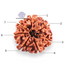 Load image into Gallery viewer, 7 Mukhi Nepalese Rudraksha - Bead No 118
