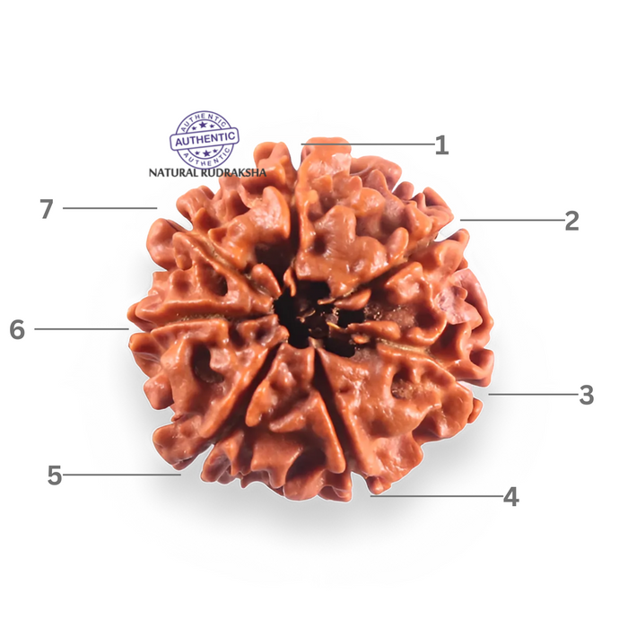 7 Mukhi Nepalese Rudraksha - Bead No 118