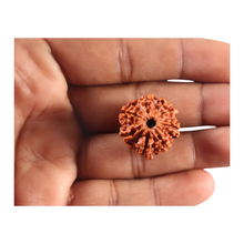 Load image into Gallery viewer, 7 Mukhi Nepalese Rudraksha - Bead No 118
