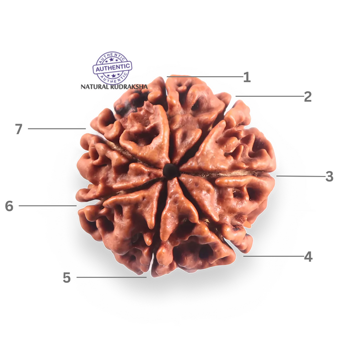 7 Mukhi Nepalese Rudraksha - Bead No 120
