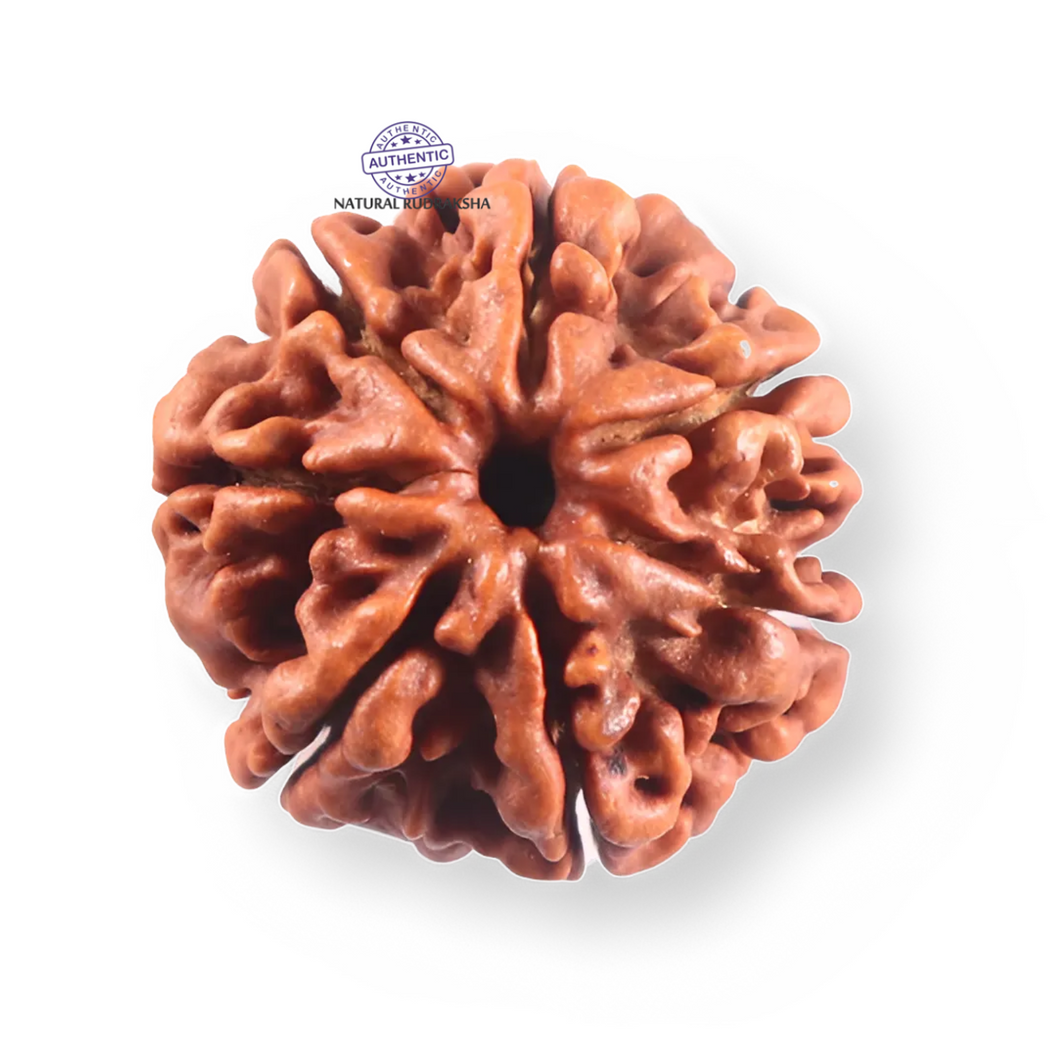 7 Mukhi Nepalese Rudraksha - Bead No 120