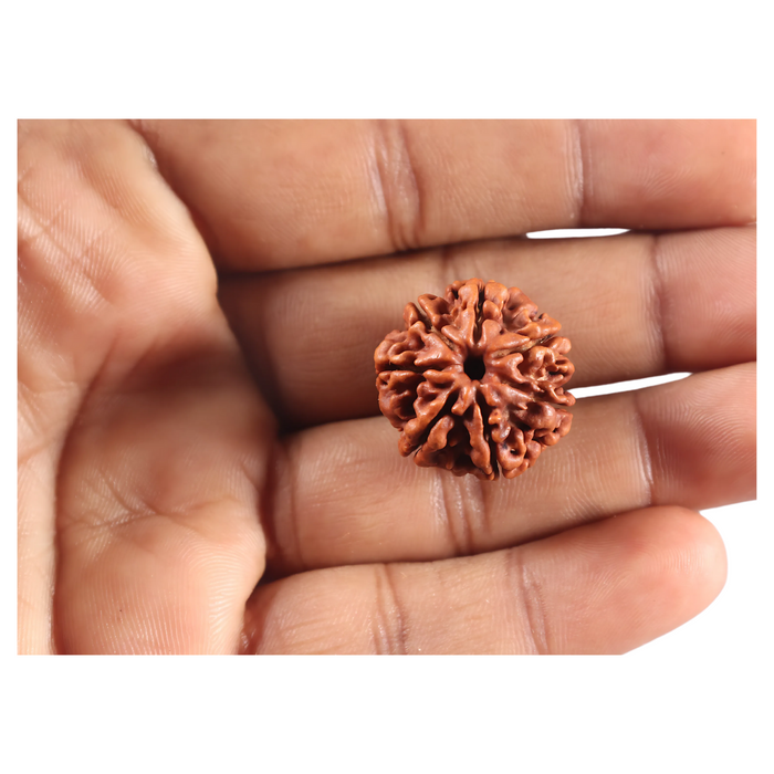 7 Mukhi Nepalese Rudraksha - Bead No 120