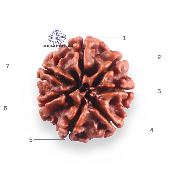 7 Mukhi Nepalese Rudraksha - Bead No 121