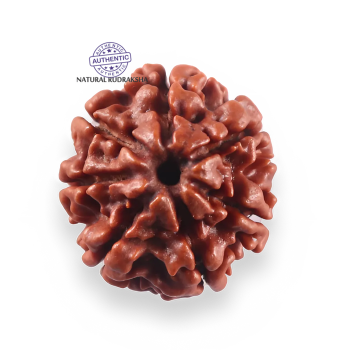 7 Mukhi Nepalese Rudraksha - Bead No 121