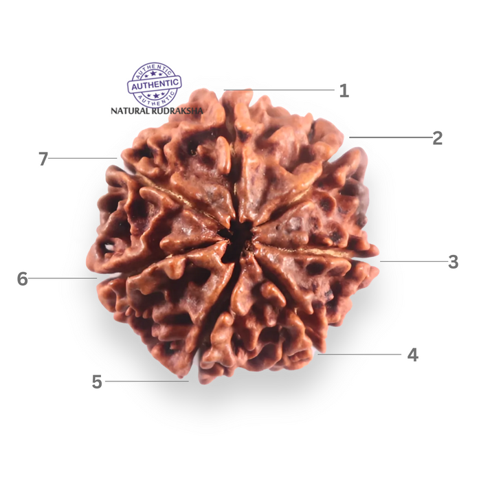 7 Mukhi Nepalese Rudraksha - Bead No 122