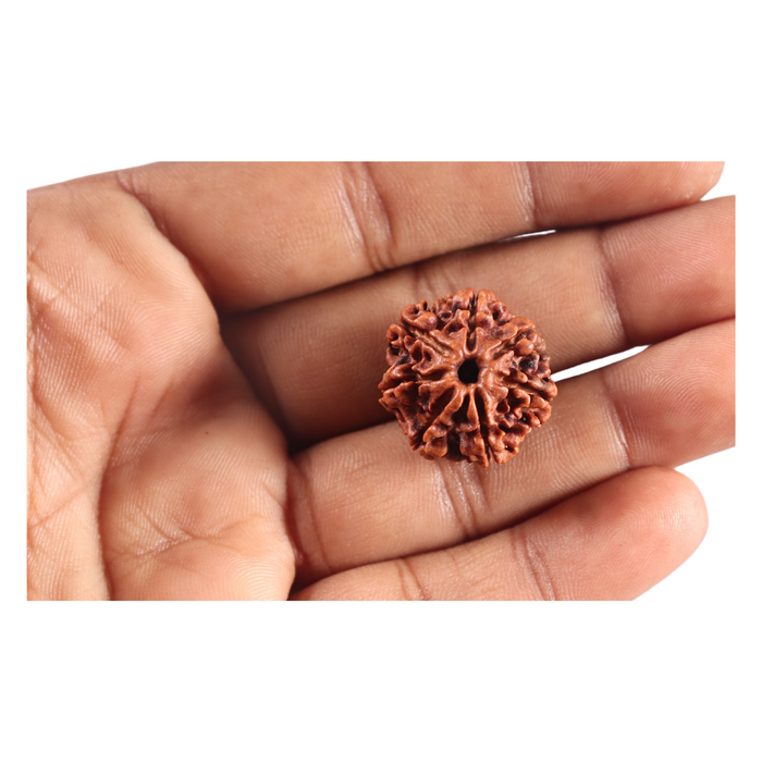 7 Mukhi Nepalese Rudraksha - Bead No 122
