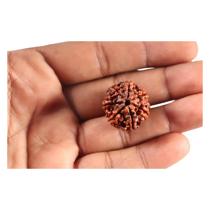 7 Mukhi Nepalese Rudraksha - Bead No 123