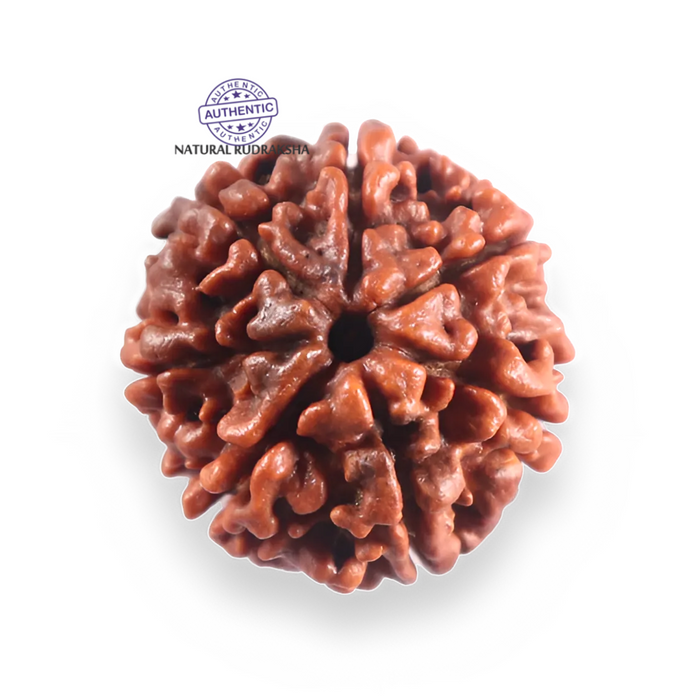 7 Mukhi Nepalese Rudraksha - Bead No 123