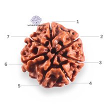 Load image into Gallery viewer, 7 Mukhi Nepalese Rudraksha - Bead No 124
