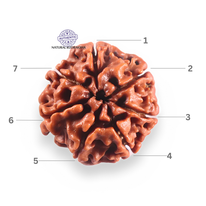 7 Mukhi Nepalese Rudraksha - Bead No 124