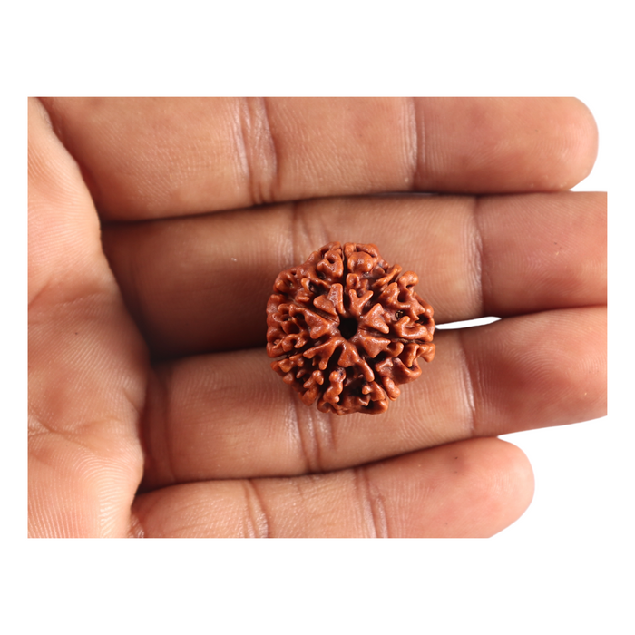 7 Mukhi Nepalese Rudraksha - Bead No 124