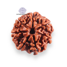 Load image into Gallery viewer, 7 Mukhi Nepalese Rudraksha - Bead No 124

