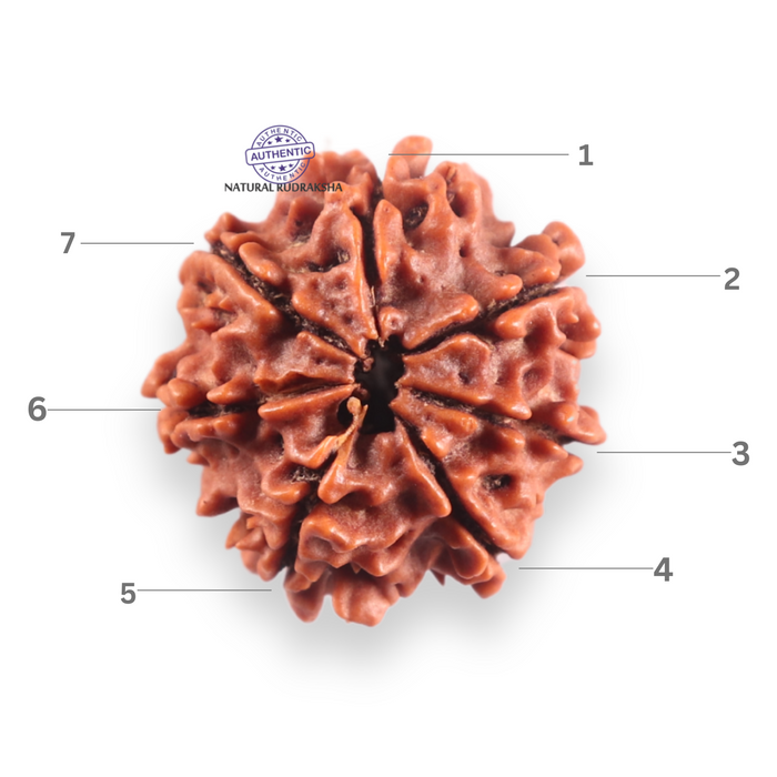 7 Mukhi Nepalese Rudraksha - Bead No 125