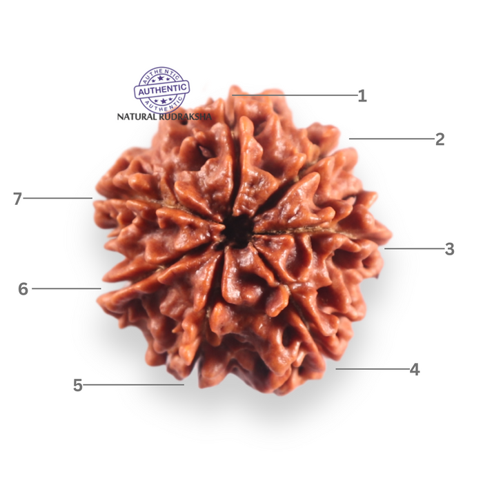7 Mukhi Nepalese Rudraksha - Bead No 126