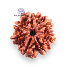Load image into Gallery viewer, 7 Mukhi Nepalese Rudraksha - Bead No 126
