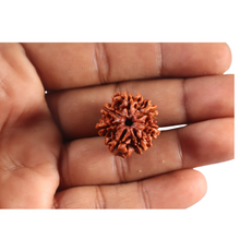 Load image into Gallery viewer, 7 Mukhi Nepalese Rudraksha - Bead No 126
