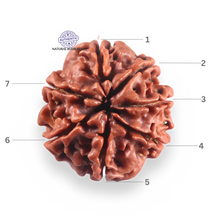 Load image into Gallery viewer, 7 Mukhi Nepalese Rudraksha - Bead No 127
