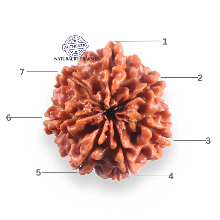 7 Mukhi Nepalese Rudraksha - Bead No 128