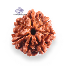 Load image into Gallery viewer, 7 Mukhi Nepalese Rudraksha - Bead No 128
