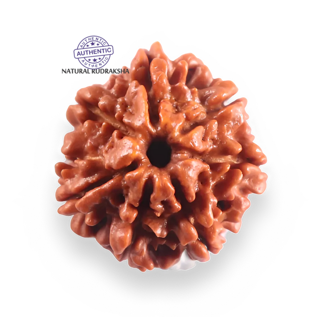 7 Mukhi Nepalese Rudraksha - Bead No 128