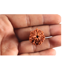 Load image into Gallery viewer, 7 Mukhi Nepalese Rudraksha - Bead No 128
