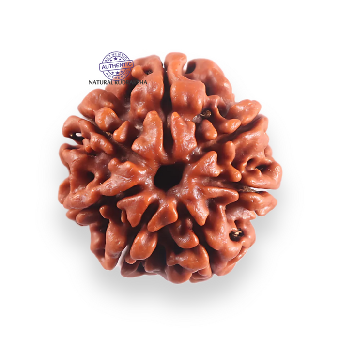 7 Mukhi Nepalese Rudraksha - Bead No 129