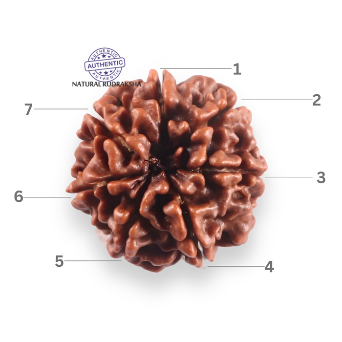 7 Mukhi Nepalese Rudraksha - Bead No 130