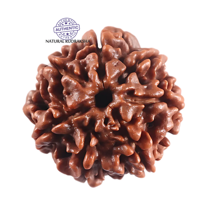 7 Mukhi Nepalese Rudraksha - Bead No 130