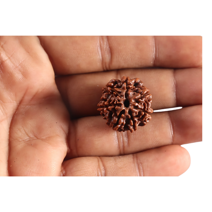 7 Mukhi Nepalese Rudraksha - Bead No 130