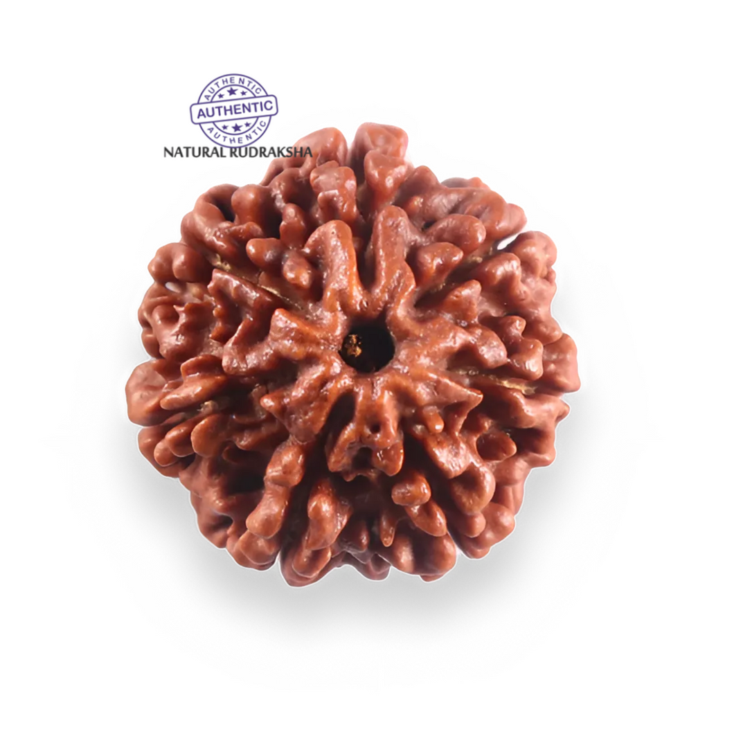 7 Mukhi Nepalese Rudraksha - Bead No 131