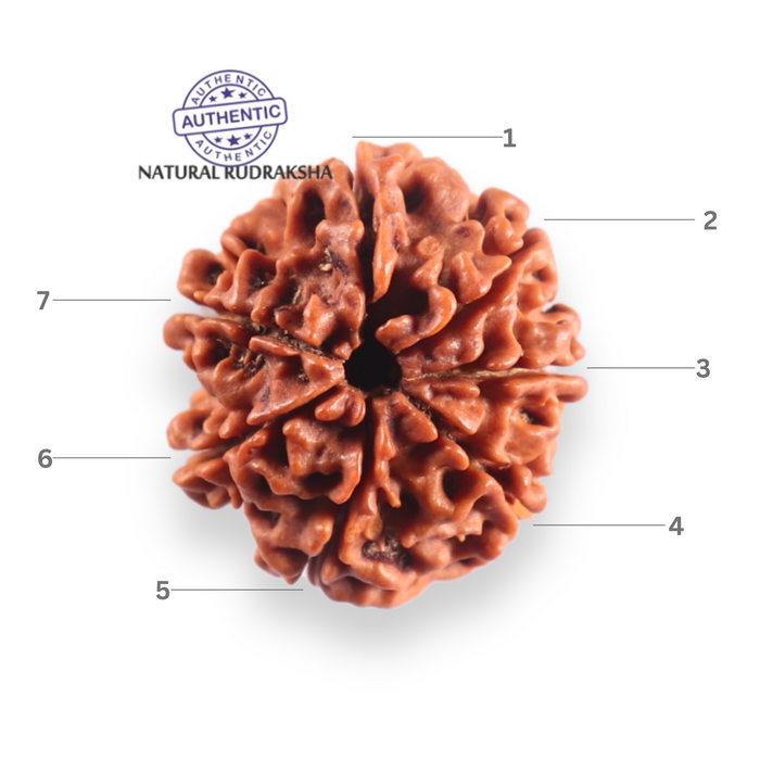 7 Mukhi Nepalese Rudraksha - Bead No 133