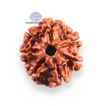 Load image into Gallery viewer, 7 Mukhi Nepalese Rudraksha - Bead No 133
