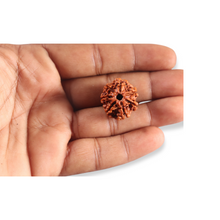 Load image into Gallery viewer, 7 Mukhi Nepalese Rudraksha - Bead No 133
