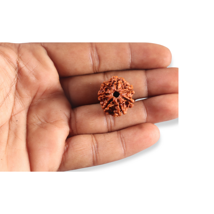 7 Mukhi Nepalese Rudraksha - Bead No 133
