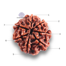 Load image into Gallery viewer, 7 Mukhi Nepalese Rudraksha - Bead No 134
