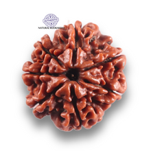 Load image into Gallery viewer, 7 Mukhi Nepalese Rudraksha - Bead No 134
