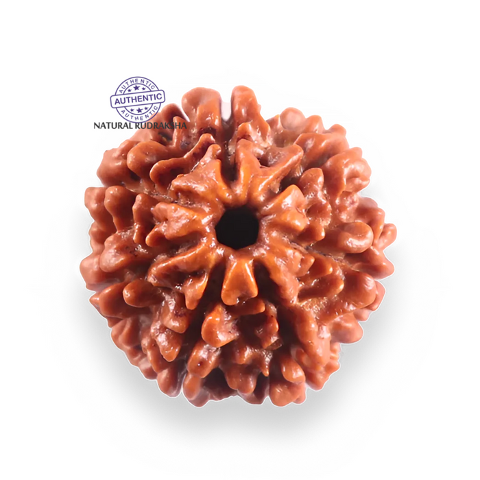 7 Mukhi Nepalese Rudraksha - Bead No 135