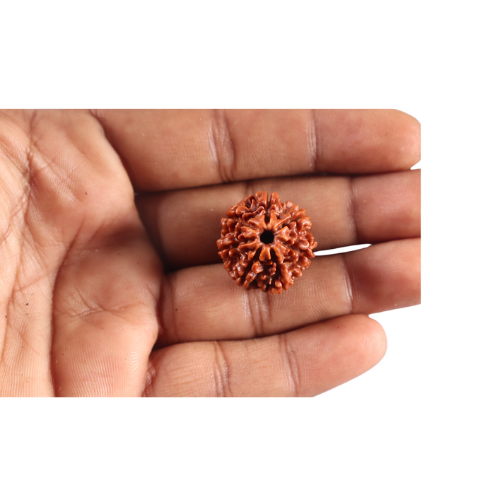 7 Mukhi Nepalese Rudraksha - Bead No 135