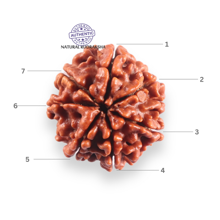 7 Mukhi Nepalese Rudraksha - Bead No 136