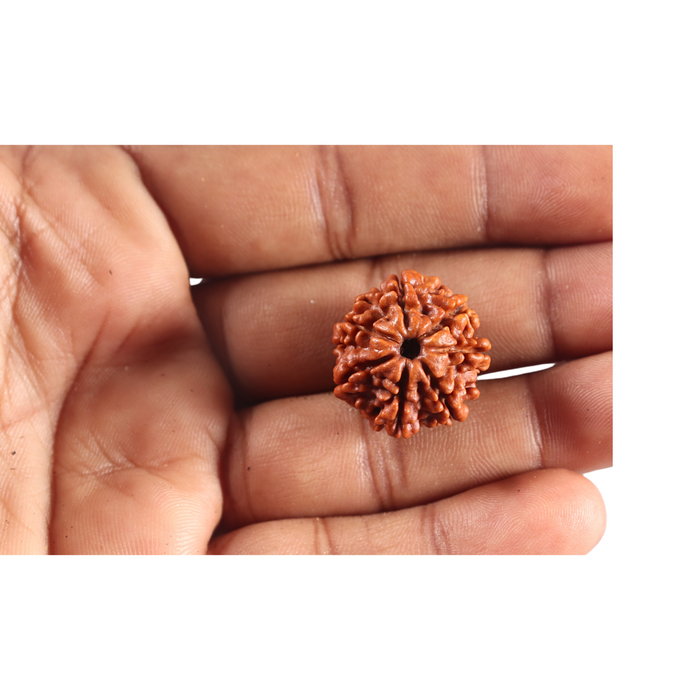 7 Mukhi Nepalese Rudraksha - Bead No 136