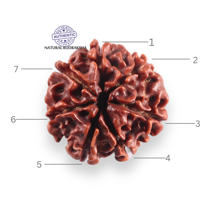 7 Mukhi Nepalese Rudraksha - Bead No 137