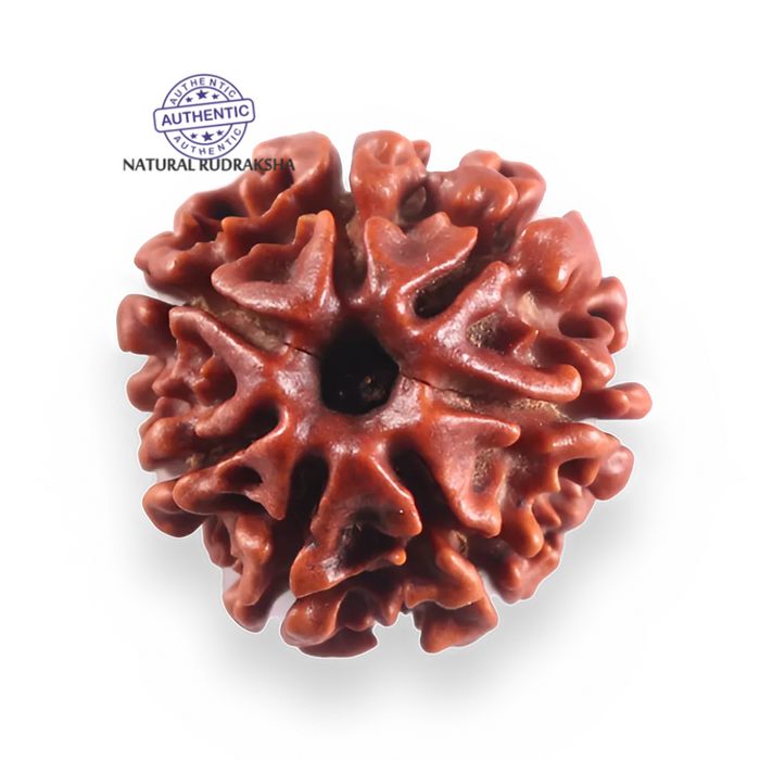 7 Mukhi Nepalese Rudraksha - Bead No 142