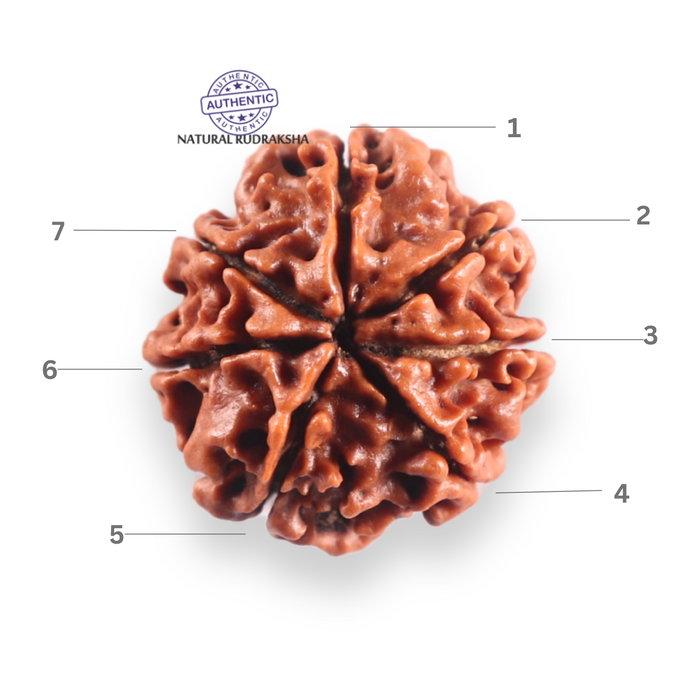 7 Mukhi Nepalese Rudraksha - Bead No 138