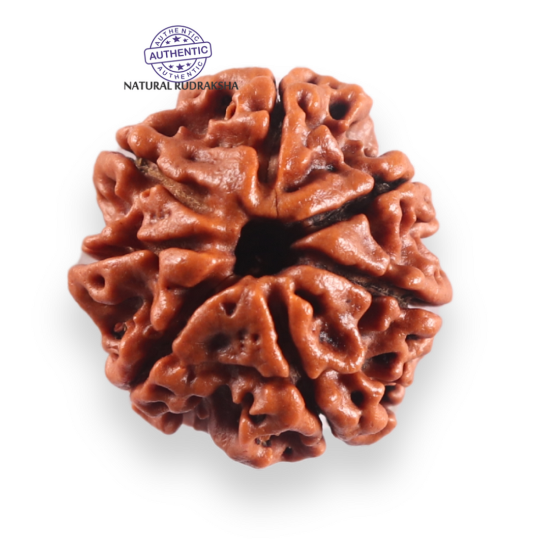7 Mukhi Nepalese Rudraksha - Bead No 138