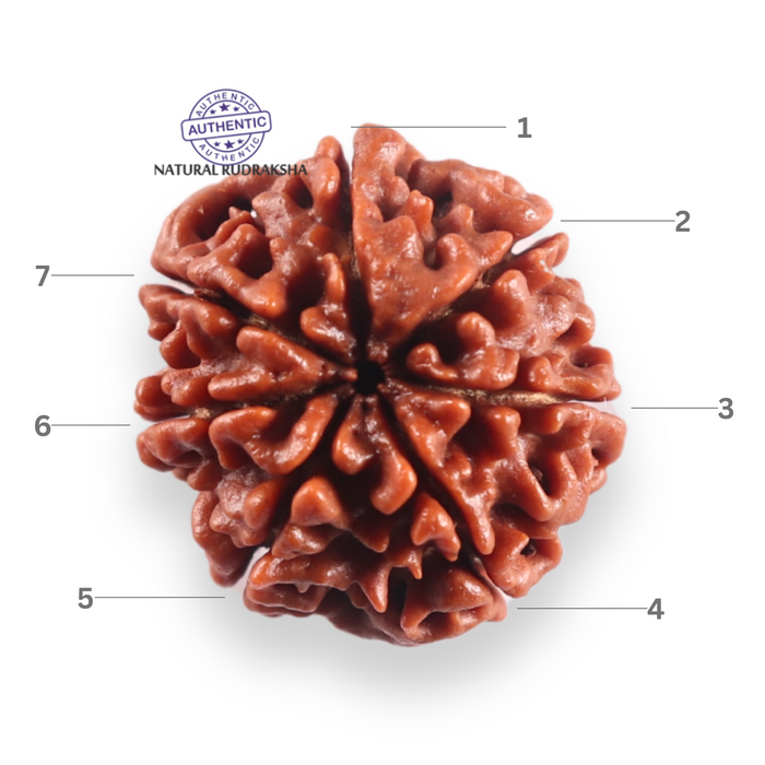 7 Mukhi Nepalese Rudraksha - Bead No 139